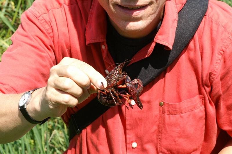 Procambarus_clarkii_D3119_Z_75_Loosdrechtse plassen_Nederland.jpg